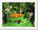 Butterfly 2 at Conservatory - Niagara * 2592 x 1944 * (1.27MB)